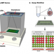 Image for article titled Researchers Develop COVID Test That Uses a Smartphone to Gets Results on the Cheap